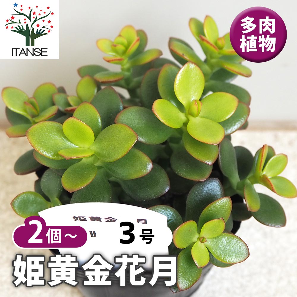 楽天市場】黄金花月の通販