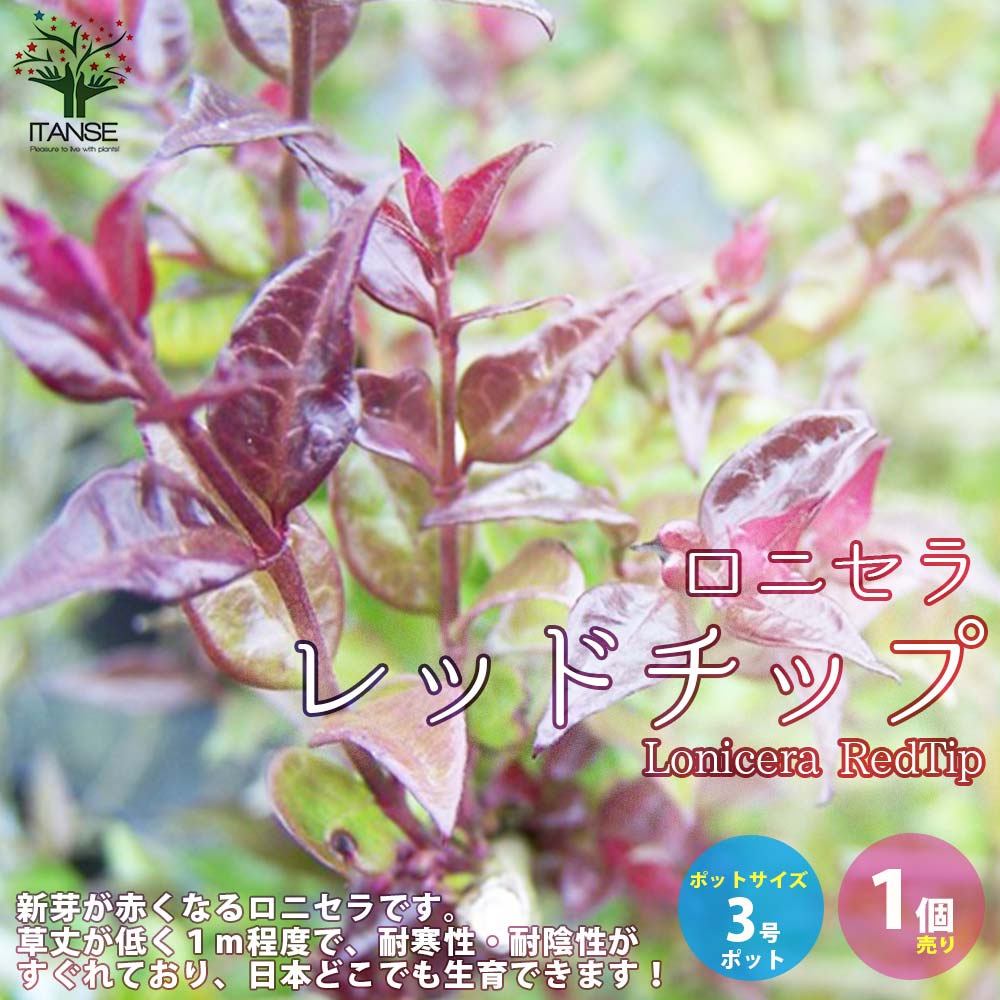 楽天市場】【送料無料】ロニセラ レッドチップ 庭木 花木苗 1個売り