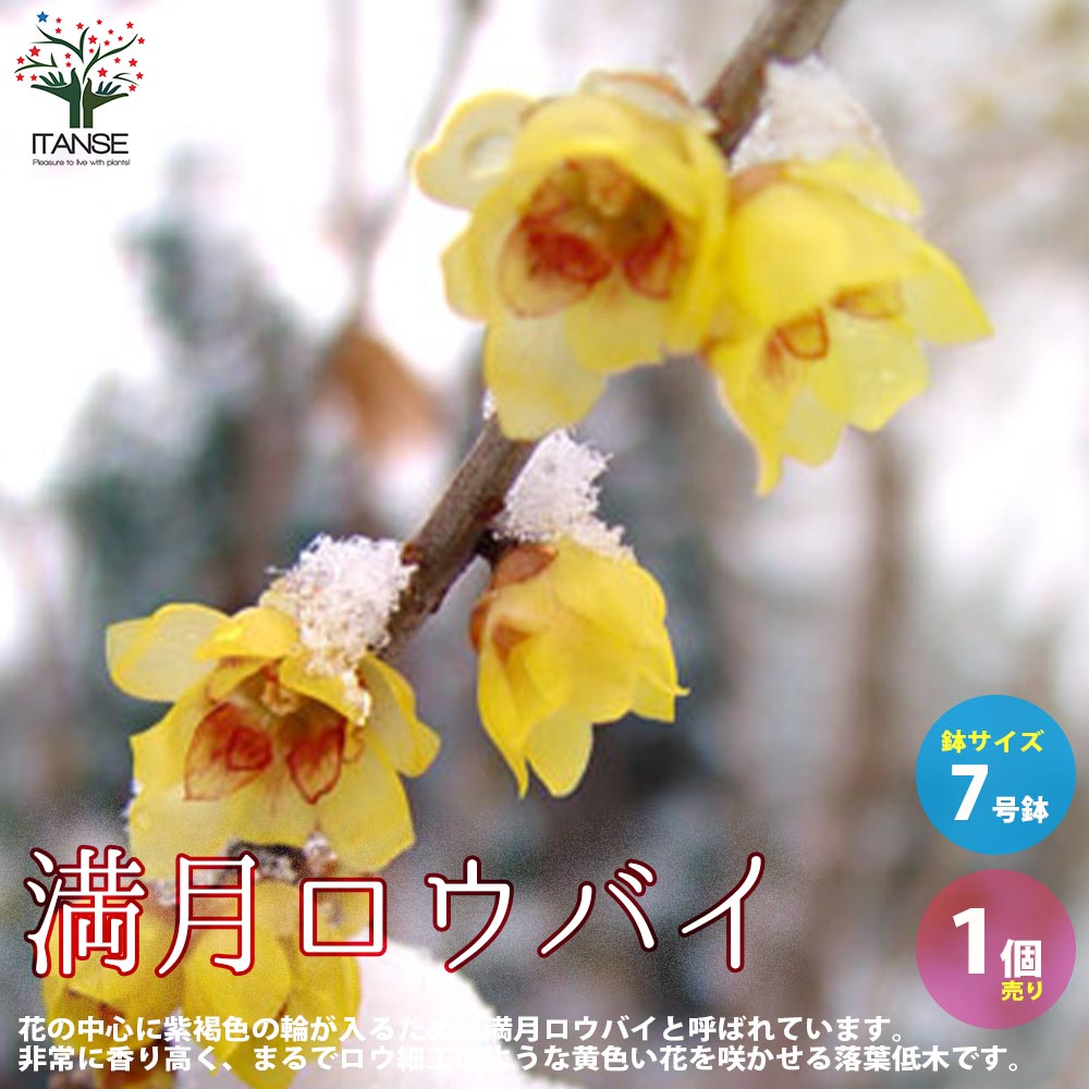 楽天市場】【SS期間☆P5倍】満月ロウバイ 庭木 7号鉢大苗 1個売り
