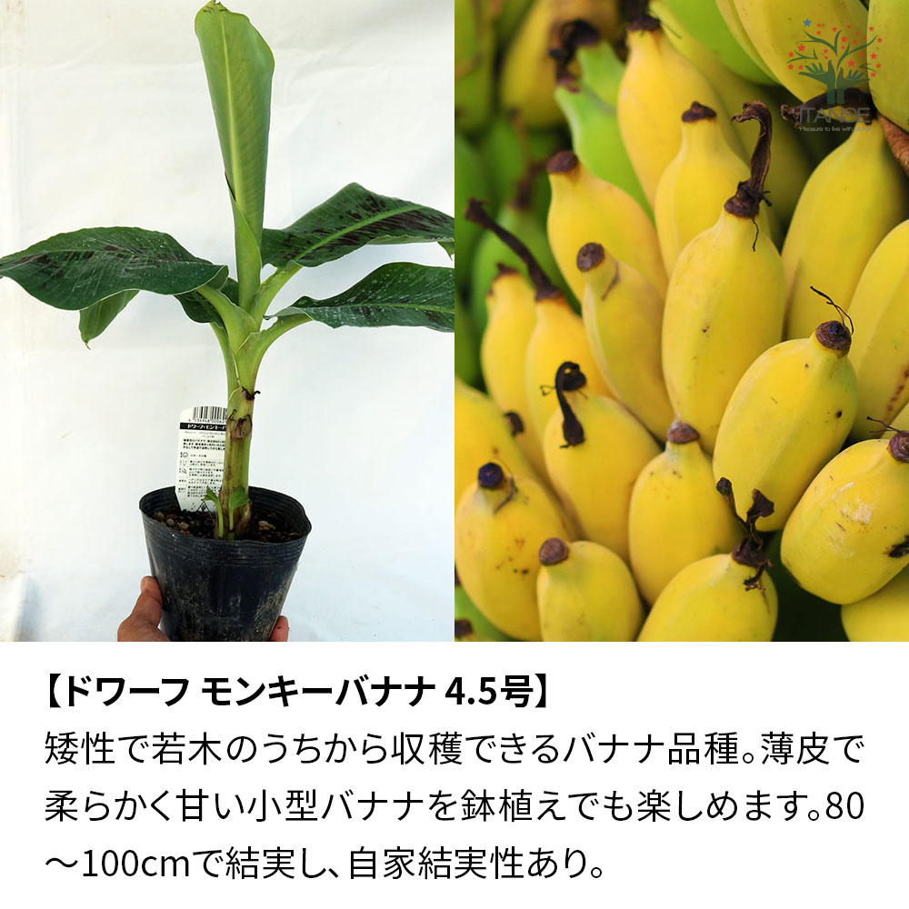 楽天市場】【送料無料】バナナの苗 果樹苗 1個売り 3号〜4.5号ポット