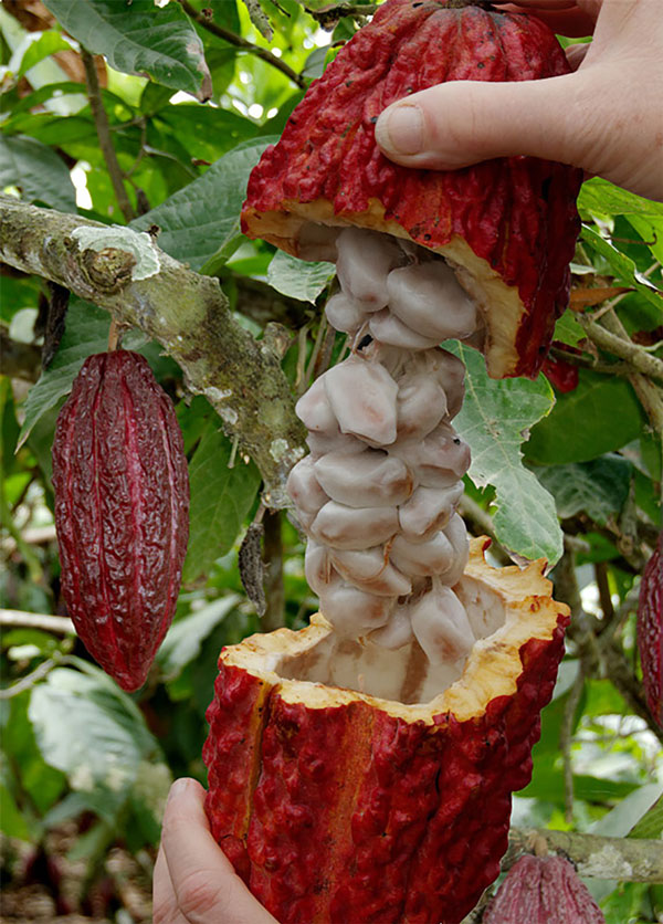 楽天市場】【SS期間☆P5倍】カカオの木 ( 品種:フォラステロ ) 果樹苗