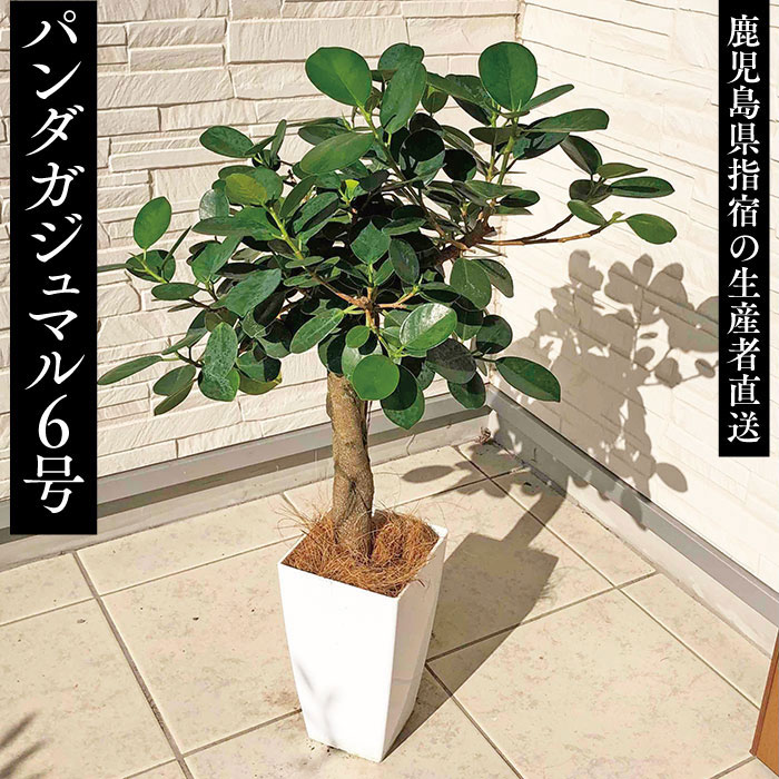 楽天市場】【☆残りわずか☆パンダガジュマル 6号 背丈約70cm前後