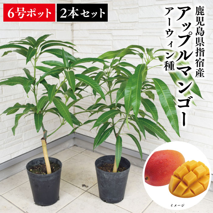 楽天市場】【鹿児島県 指宿産 アップルマンゴー苗木 アーウィン種 3〜4