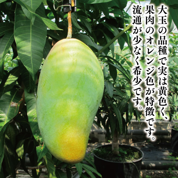 楽天市場】☆希少☆レア☆数量限定☆【キンコウマンゴー苗木1本 3〜4