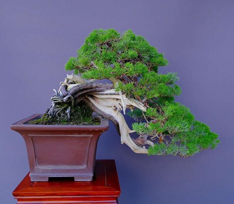 楽天市場】（株）一樹園 山採り真柏（山秋鉢） 中品盆栽／樹齢100年