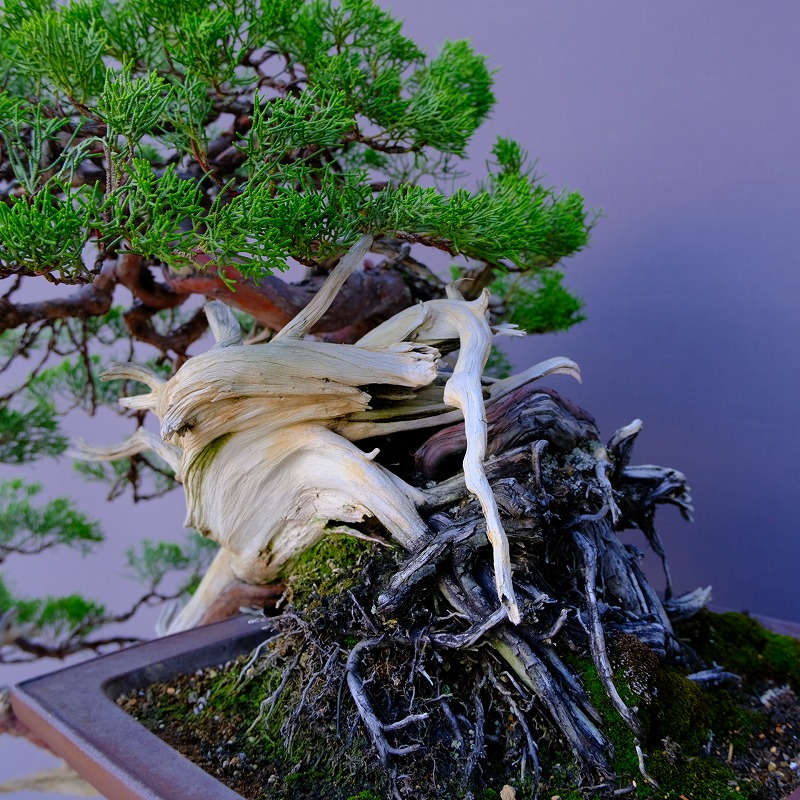 楽天市場】（株）一樹園 山採り真柏（山秋鉢） 中品盆栽／樹齢100年