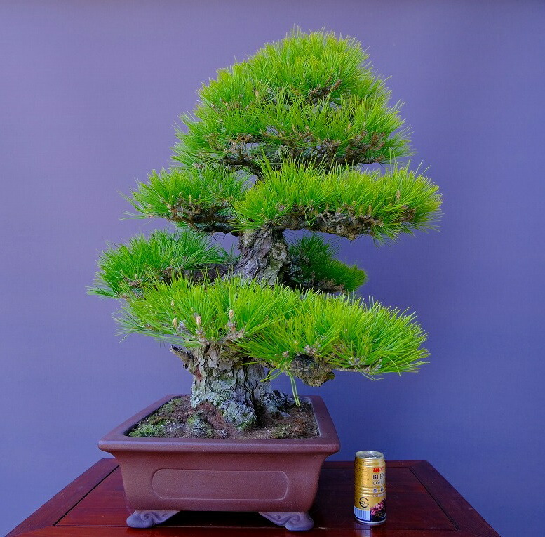 楽天市場】（株）一樹園 山採り黒松【山秋鉢】 大品盆栽／樹齢100年