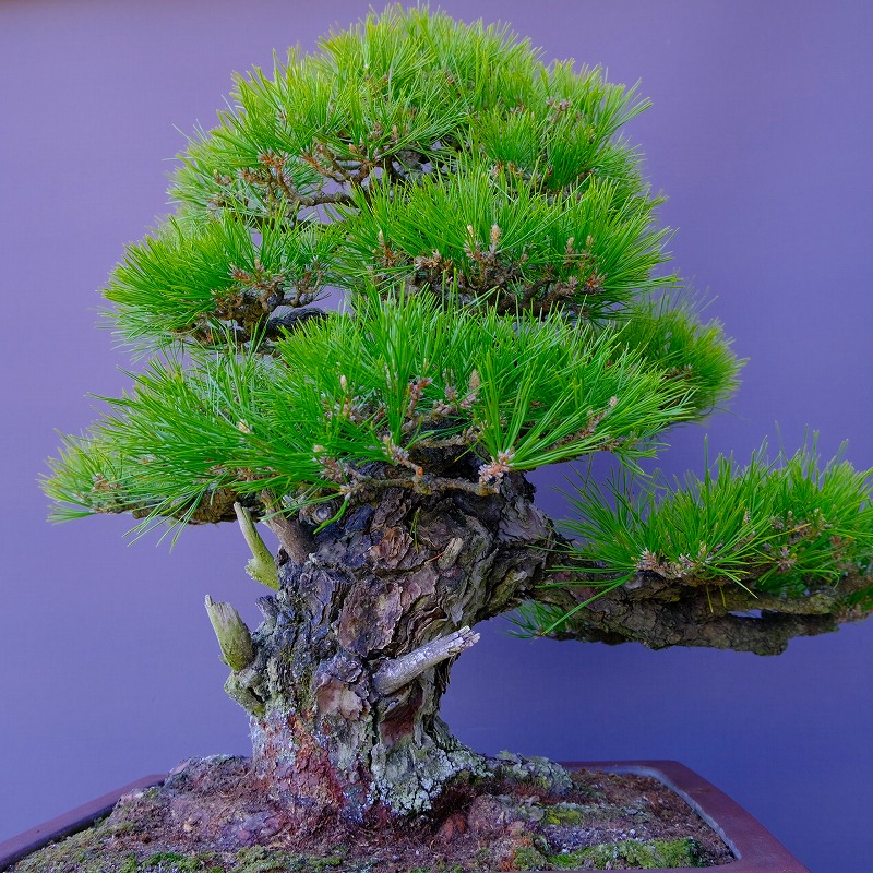 楽天市場】（株）一樹園 山採り黒松【山秋鉢】 大品盆栽／樹齢100年