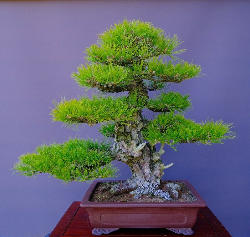 楽天市場】（株）一樹園 山採り黒松【山秋鉢】 大品盆栽／樹齢100年