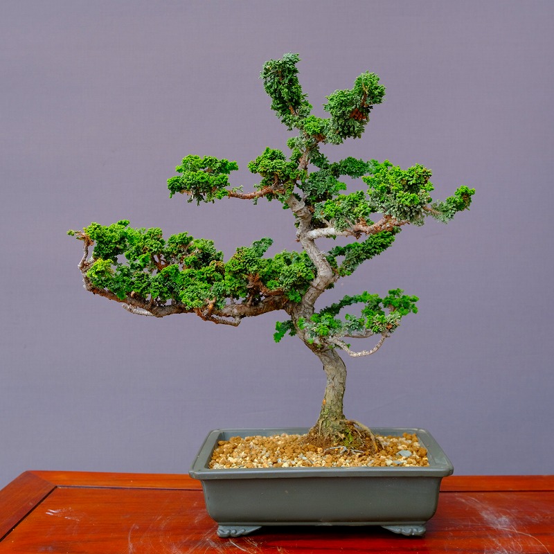 楽天市場】（株）一樹園 石化桧 中品盆栽／樹齢20年 : 一樹園