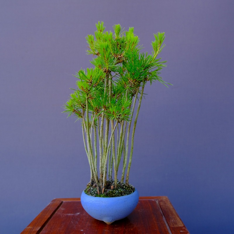 楽天市場】（株）一樹園 赤松 寄せ植え 中品盆栽／樹齢8年 : 一樹園