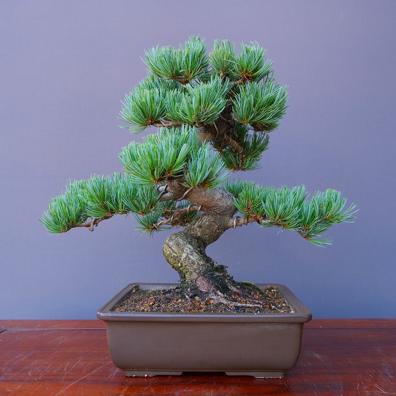 楽天市場】（株）一樹園 宮島五葉松 中品盆栽／樹齢30年 : 一樹園