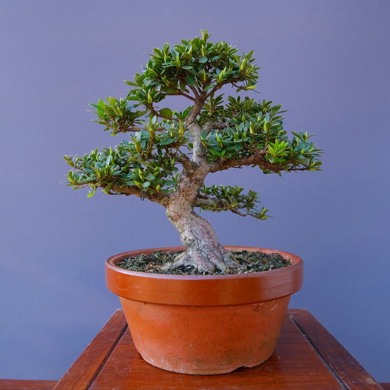 楽天市場】（株）一樹園 皐月【 如峰山 】 小品盆栽／樹齢25年 : 一樹園