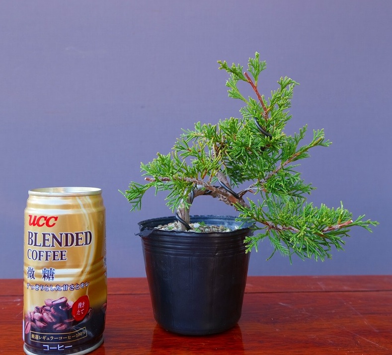 楽天市場】（株）一樹園 糸魚川真柏5本セット 小品盆栽／樹齢6年 : 一樹園