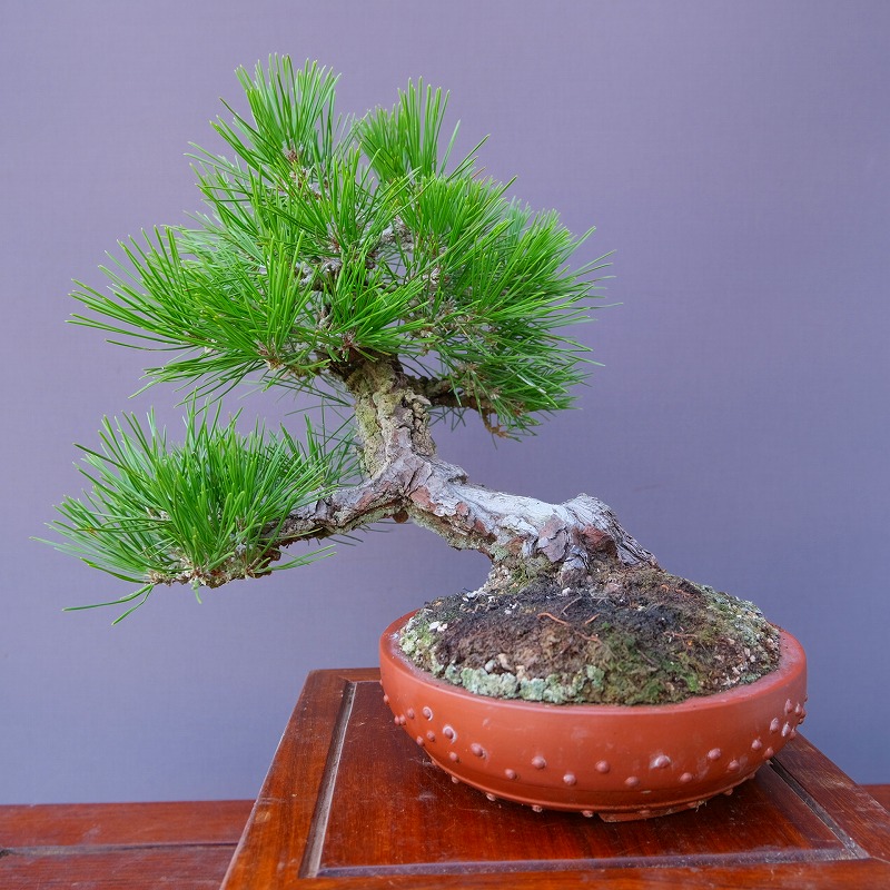楽天市場】（株）一樹園 山採り淡路黒松 中品盆栽／樹齢80年 : 一樹園