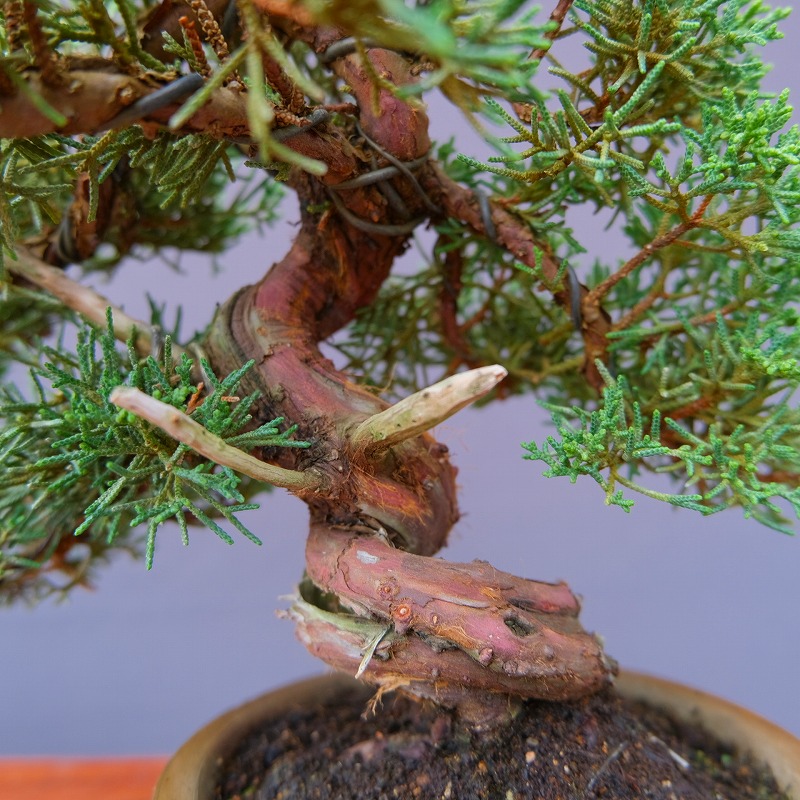 楽天市場】（株）一樹園 真柏 小品盆栽／樹齢20年 : 一樹園