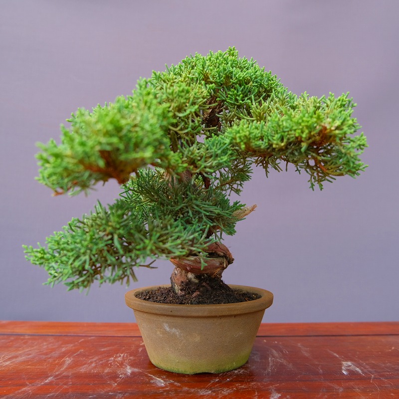 楽天市場】（株）一樹園 真柏 小品盆栽／樹齢20年 : 一樹園