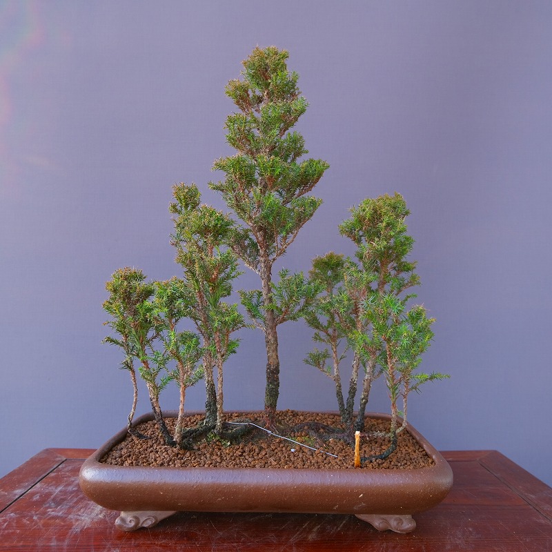 楽天市場】（株）一樹園 杉 大品盆栽／樹齢25年 : 一樹園