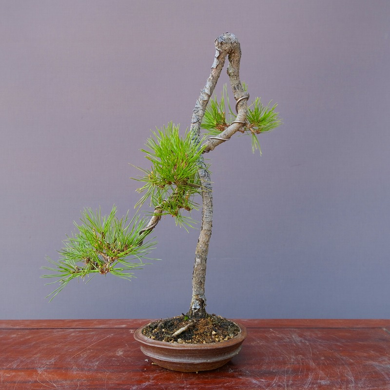 楽天市場】（株）一樹園 赤松 中品盆栽／樹齢20年 : 一樹園