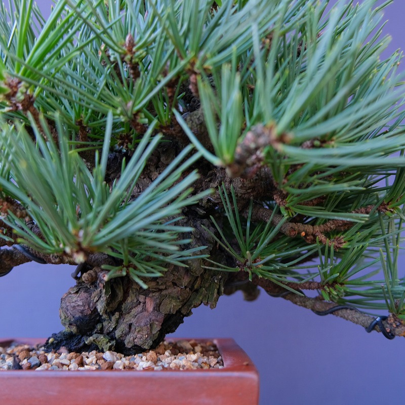 楽天市場】（株）一樹園 旭竜黒松 小品盆栽／樹齢40年 : 一樹園