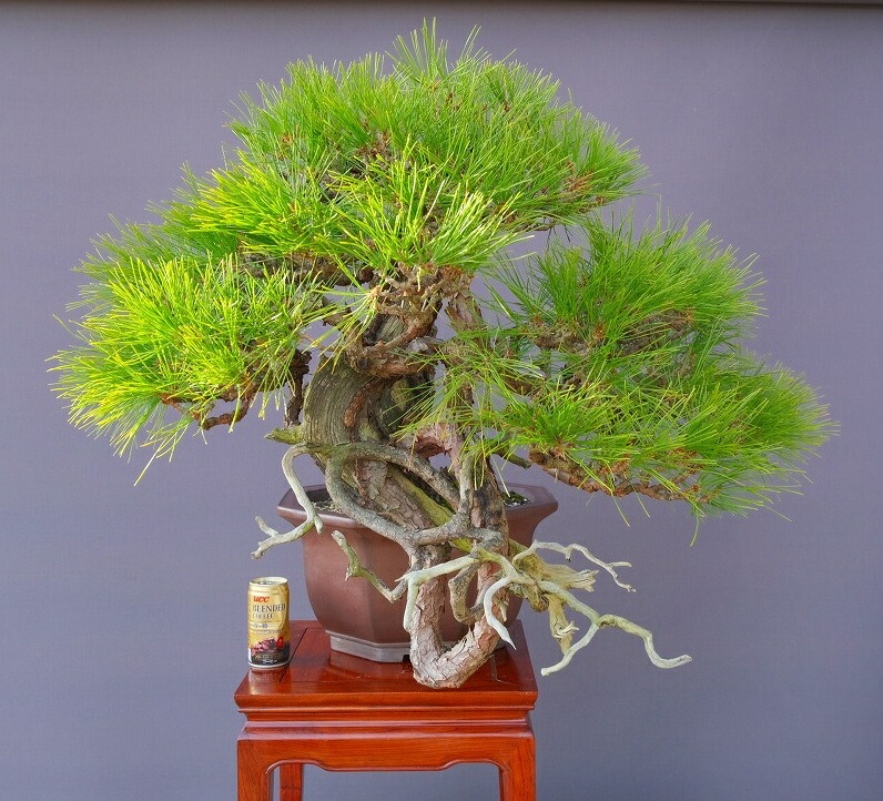 盆栽/天然赤松/里山自生の赤松で丁寧に作りました 盆栽/天然赤松/里山