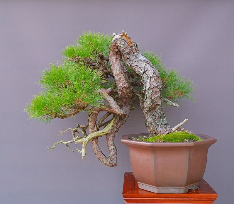 楽天市場】（株）一樹園 山採り赤松【山秋鉢】 大品盆栽／樹齢80年
