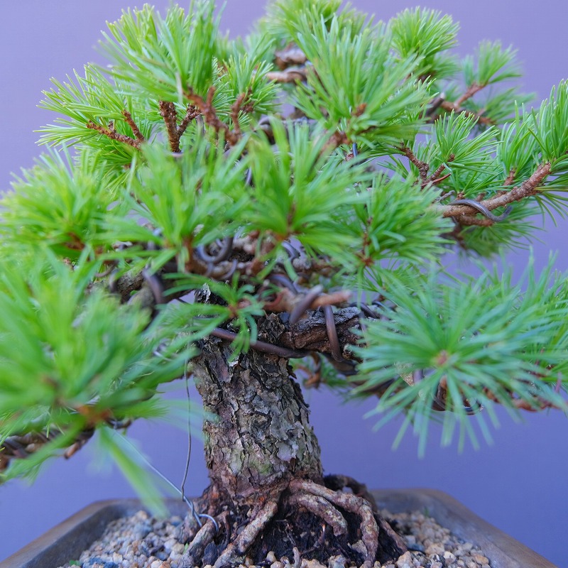 楽天市場】（株）一樹園 四国五葉松 中品盆栽／樹齢40年 : 一樹園