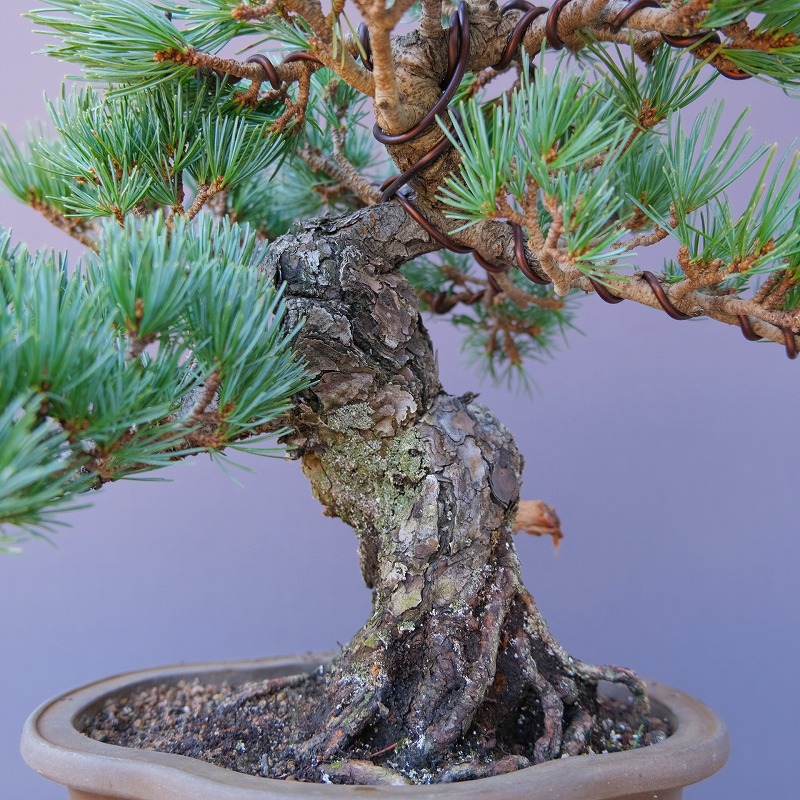 楽天市場】（株）一樹園 宮島五葉松 小品盆栽／樹齢35年 : 一樹園