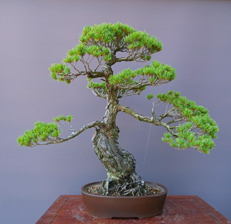 楽天市場】（株）一樹園 宮島五葉松 大品盆栽／樹齢70年 : 一樹園