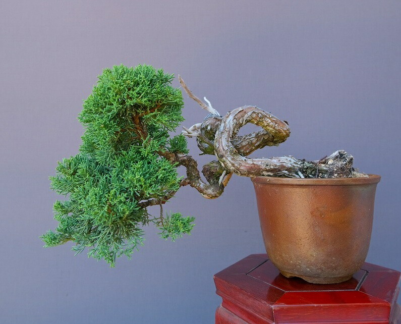 楽天市場】（株）一樹園 真柏 小品盆栽／樹齢25年 : 一樹園