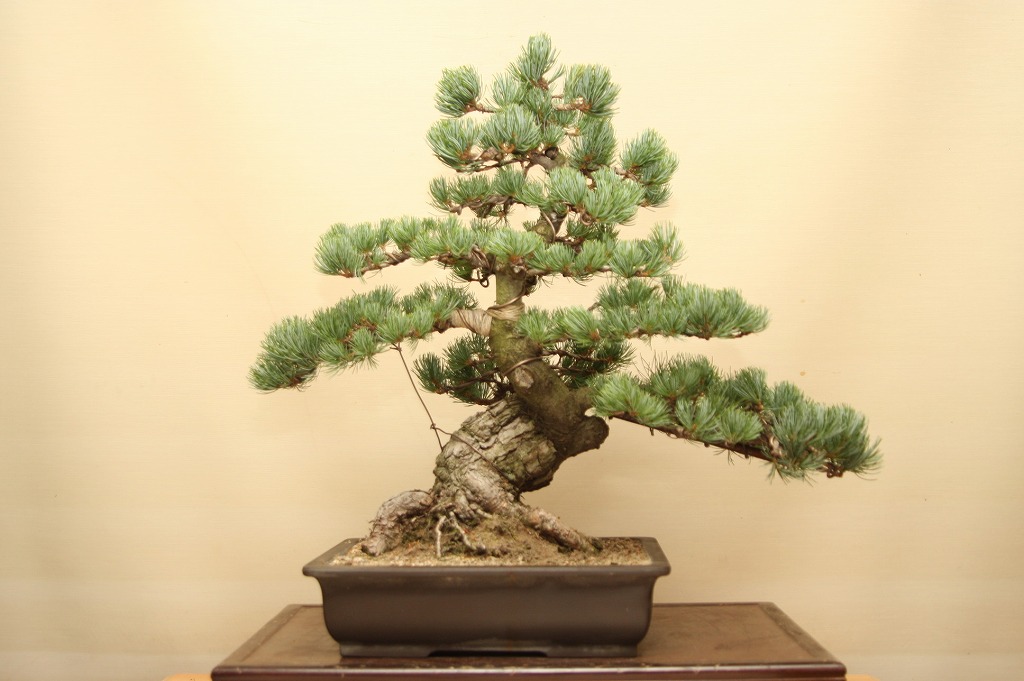 楽天市場】（株）一樹園 宮島五葉松 中品盆栽／樹齢35年 : 一樹園