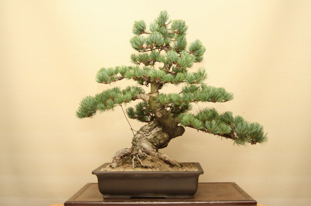 楽天市場】（株）一樹園 宮島五葉松 中品盆栽／樹齢35年 : 一樹園