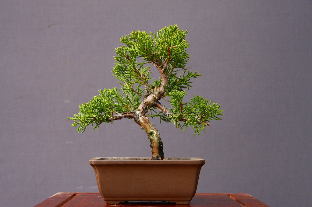 楽天市場】（株）一樹園 糸魚川真柏 小品盆栽／樹齢8年 : 一樹園