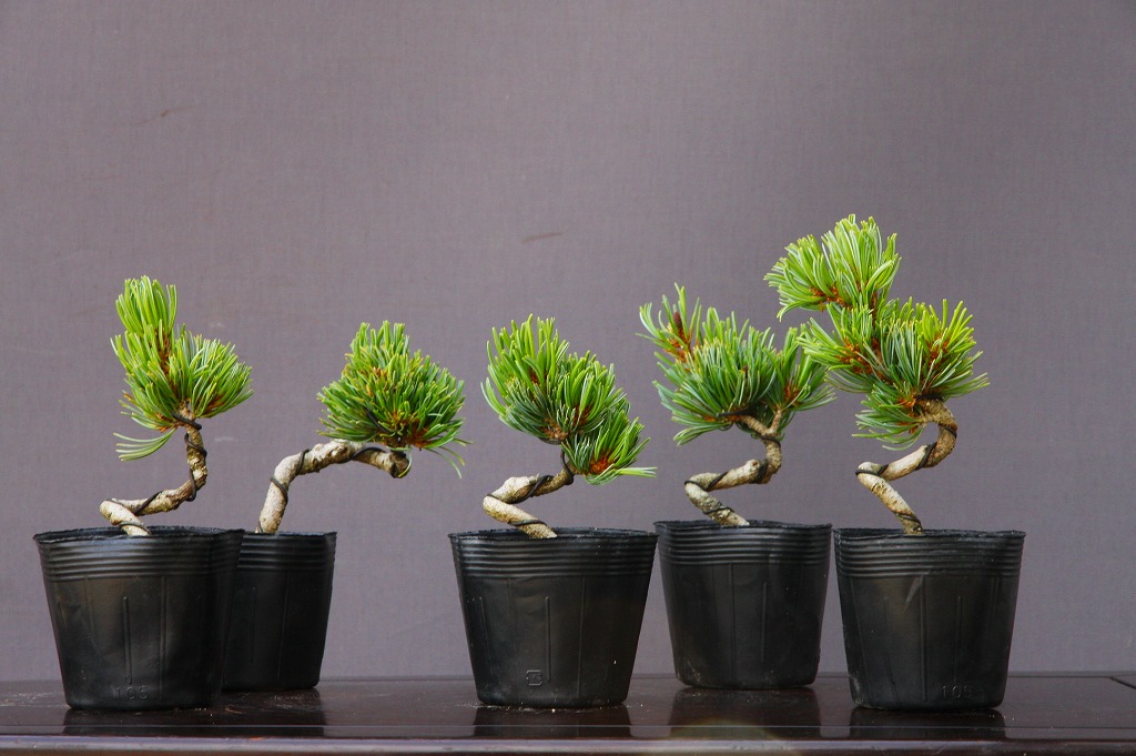 楽天市場】（株）一樹園 宮島五葉松 5本 小品盆栽／樹齢4年 : 一樹園