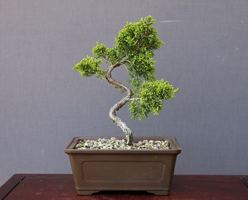 楽天市場】（株）一樹園 糸魚川真柏 小品盆栽／樹齢5年 : 一樹園