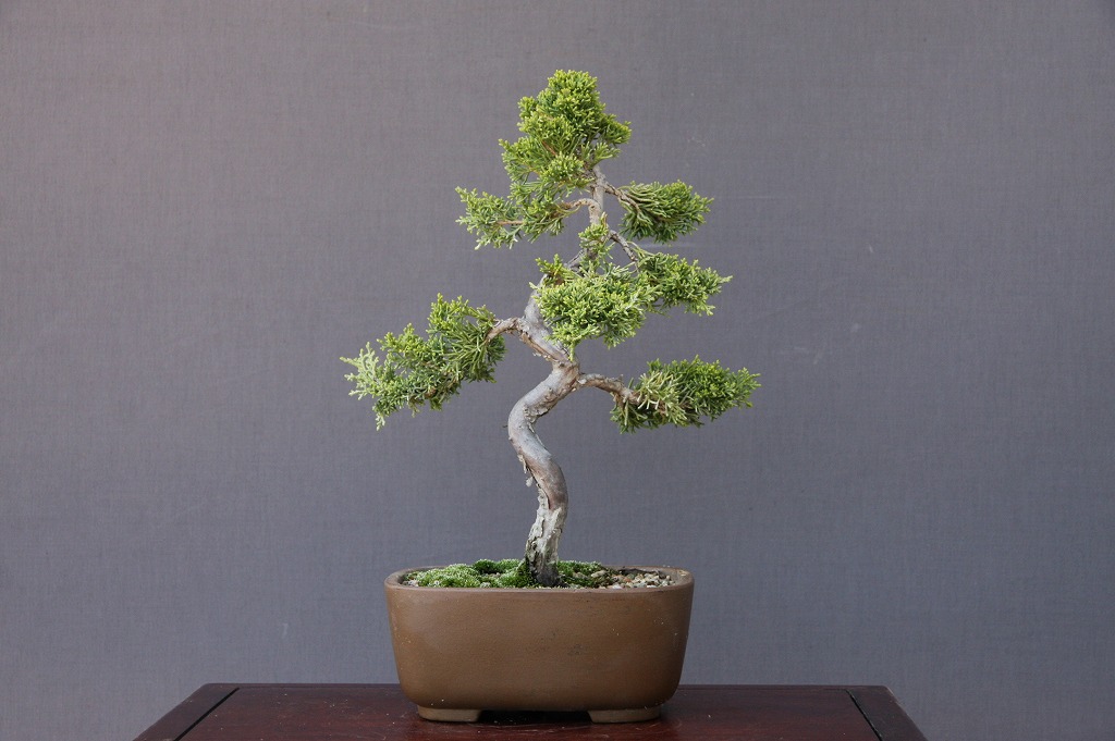 楽天市場】(株)一樹園 糸魚川真柏 貴風盆栽 樹齢18年 : 一樹園