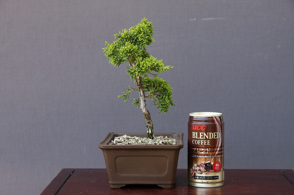 楽天市場】（株）一樹園 糸魚川真柏 小品盆栽／樹齢5年 : 一樹園