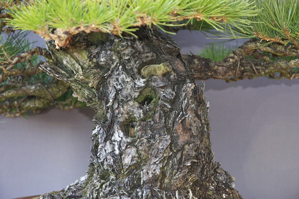 楽天市場】（株）一樹園 山採り黒松 大品盆栽／樹齢100年 : 一樹園