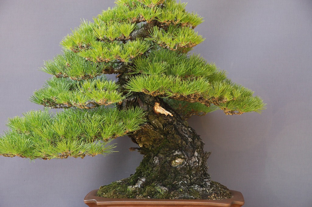 楽天市場】（株）一樹園 山採り黒松 大品盆栽／樹齢100年 : 一樹園