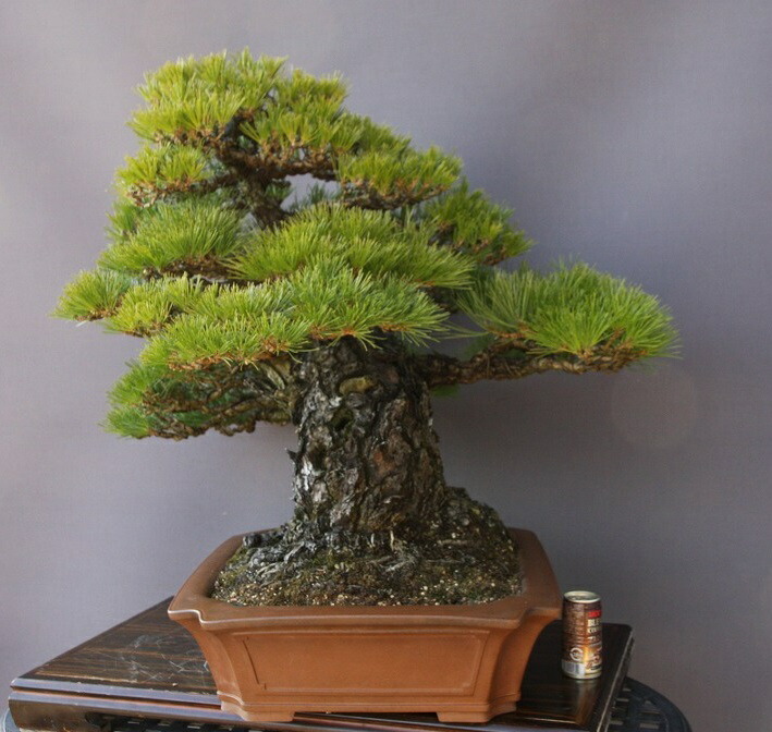 楽天市場】（株）一樹園 山採り黒松 大品盆栽／樹齢100年 : 一樹園