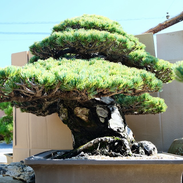 楽天市場】（株）一樹園 宮島五葉松 大品盆栽／樹齢100年 : 一樹園