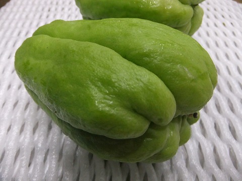 楽天市場】ハヤトウリ 種の通販