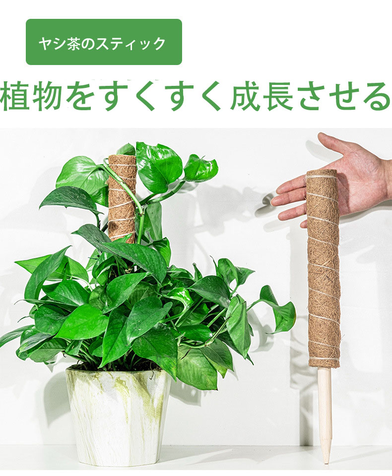 楽天市場】ココスティック モンステラ 支柱 おしゃれ 植物 支柱 ポトス