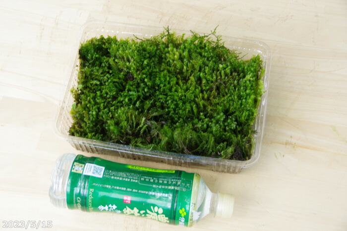 楽天市場】【京の苔】 トサカホウオウゴケ 中（M）パック（外径22.8cm