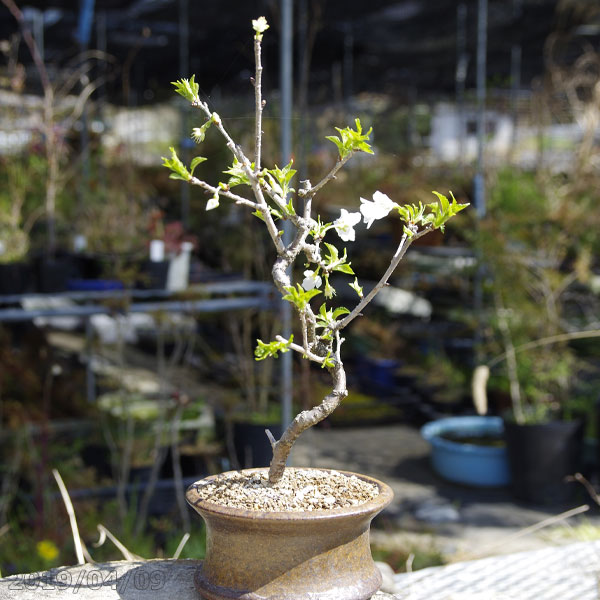 楽天市場】富士桜 姫緑桜 4号ポット(12cm) 【サクラ さくら】【盆栽