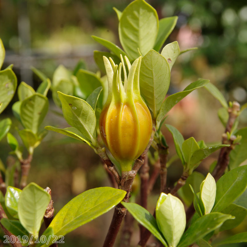 楽天市場】クチナシ 一重咲き 5号(15cm) 10株 高さ80cm 実成りクチナシ
