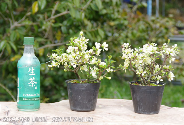 楽天市場】白花 長寿梅（ボケ） 3.5号（10.5cm） 【チョウジュバイ