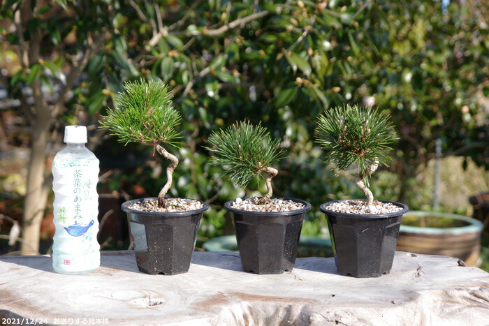楽天市場】八ツ房 黒松 千寿丸 4号【送料無料】【盆栽素材】【松盆栽
