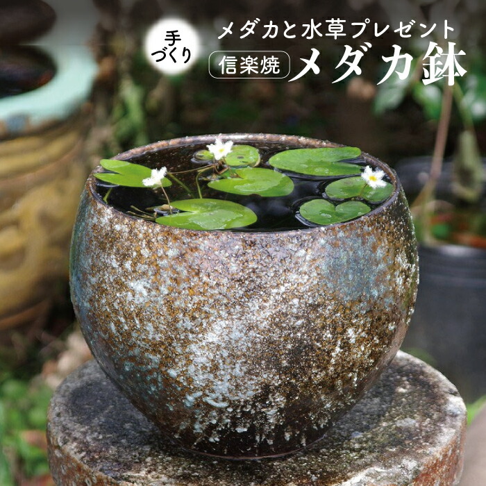 楽天市場】【キズ有の物には割引あり】信楽焼 睡蓮鉢 陶器 メダカ鉢