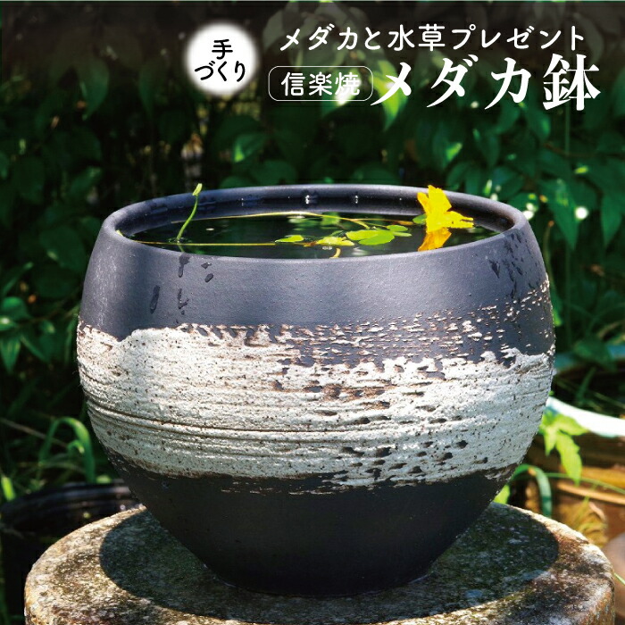 楽天市場】信楽焼 睡蓮鉢 陶器 メダカ鉢 選べる 刷毛目 丸水鉢8号 ＋